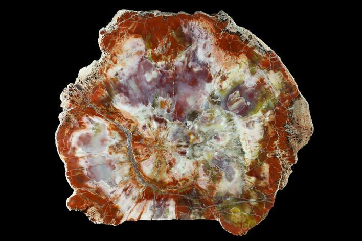 Polished Petrified Wood (Araucarioxylon) Round - Arizona #145286